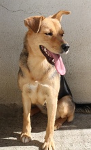 HENRIETTA, Hund, Mischlingshund in Griechenland - Bild 23