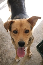 HENRIETTA, Hund, Mischlingshund in Griechenland - Bild 25