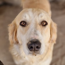 LASKA, Hund, Mischlingshund in Griechenland - Bild 1