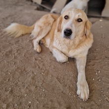 LASKA, Hund, Mischlingshund in Griechenland - Bild 10