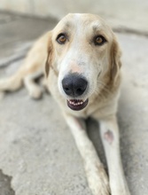 LASKA, Hund, Mischlingshund in Griechenland - Bild 11
