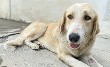 LASKA, Hund, Mischlingshund in Griechenland - Bild 12
