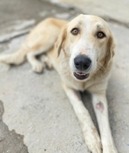 LASKA, Hund, Mischlingshund in Griechenland - Bild 14