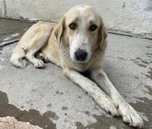 LASKA, Hund, Mischlingshund in Griechenland - Bild 15