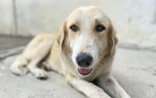 LASKA, Hund, Mischlingshund in Griechenland - Bild 16