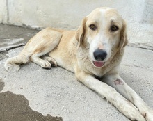 LASKA, Hund, Mischlingshund in Griechenland - Bild 17