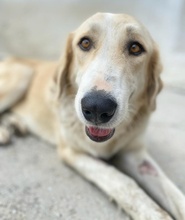 LASKA, Hund, Mischlingshund in Griechenland - Bild 18