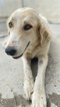 LASKA, Hund, Mischlingshund in Griechenland - Bild 19
