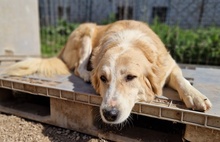 LASKA, Hund, Mischlingshund in Griechenland - Bild 2