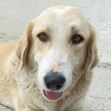 LASKA, Hund, Mischlingshund in Griechenland - Bild 20