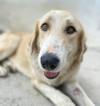 LASKA, Hund, Mischlingshund in Griechenland - Bild 21