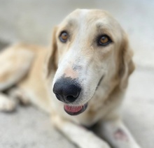 LASKA, Hund, Mischlingshund in Griechenland - Bild 22