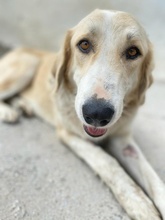 LASKA, Hund, Mischlingshund in Griechenland - Bild 23