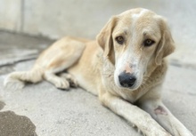 LASKA, Hund, Mischlingshund in Griechenland - Bild 24