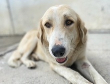 LASKA, Hund, Mischlingshund in Griechenland - Bild 26