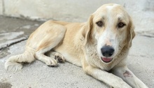 LASKA, Hund, Mischlingshund in Griechenland - Bild 27