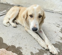 LASKA, Hund, Mischlingshund in Griechenland - Bild 28
