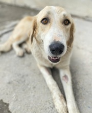 LASKA, Hund, Mischlingshund in Griechenland - Bild 29