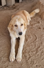 LASKA, Hund, Mischlingshund in Griechenland - Bild 3