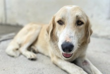 LASKA, Hund, Mischlingshund in Griechenland - Bild 30
