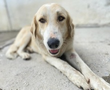 LASKA, Hund, Mischlingshund in Griechenland - Bild 32