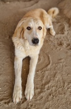 LASKA, Hund, Mischlingshund in Griechenland - Bild 4