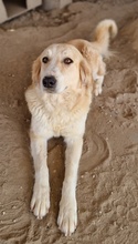 LASKA, Hund, Mischlingshund in Griechenland - Bild 5