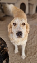 LASKA, Hund, Mischlingshund in Griechenland - Bild 6