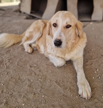 LASKA, Hund, Mischlingshund in Griechenland - Bild 7