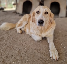 LASKA, Hund, Mischlingshund in Griechenland - Bild 8