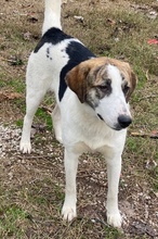 MARIELA, Hund, Mischlingshund in Griechenland - Bild 11