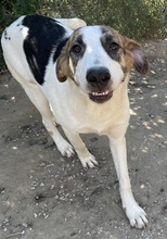 MARIELA, Hund, Mischlingshund in Griechenland - Bild 15