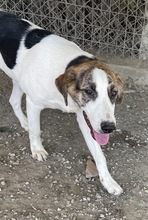 MARIELA, Hund, Mischlingshund in Griechenland - Bild 18