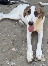 MARIELA, Hund, Mischlingshund in Griechenland - Bild 21
