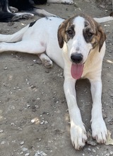 MARIELA, Hund, Mischlingshund in Griechenland - Bild 22