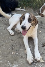 MARIELA, Hund, Mischlingshund in Griechenland - Bild 23