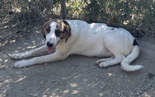 MARIELA, Hund, Mischlingshund in Griechenland - Bild 24