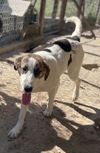MARIELA, Hund, Mischlingshund in Griechenland - Bild 26