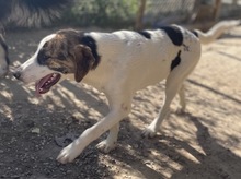 MARIELA, Hund, Mischlingshund in Griechenland - Bild 27