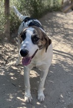 MARIELA, Hund, Mischlingshund in Griechenland - Bild 29