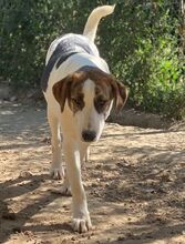 MARIELA, Hund, Mischlingshund in Griechenland - Bild 30