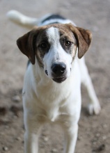 MARIELA, Hund, Mischlingshund in Griechenland - Bild 31