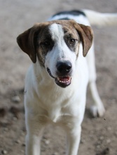 MARIELA, Hund, Mischlingshund in Griechenland - Bild 32