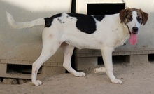 MARIELA, Hund, Mischlingshund in Griechenland - Bild 33