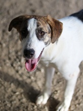 MARIELA, Hund, Mischlingshund in Griechenland - Bild 34