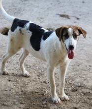 MARIELA, Hund, Mischlingshund in Griechenland - Bild 35