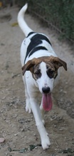 MARIELA, Hund, Mischlingshund in Griechenland - Bild 36