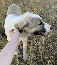 SAKURA, Hund, Mischlingshund in Griechenland - Bild 10