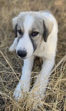 SAKURA, Hund, Mischlingshund in Griechenland - Bild 11
