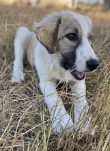 SAKURA, Hund, Mischlingshund in Griechenland - Bild 12